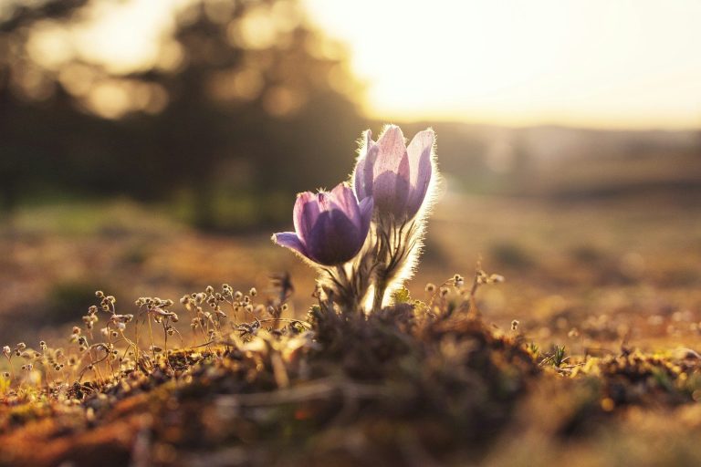 Märzenbecher wächst Zwei lila Frühblüher wachsen in einer sonnigen, weiten Landschaft.